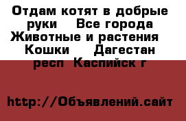 Отдам котят в добрые руки. - Все города Животные и растения » Кошки   . Дагестан респ.,Каспийск г.